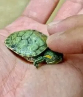 2d4416_bb44437d5687400b897c6bbc514fde2amv2